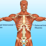 Intercostal muscle strain causes