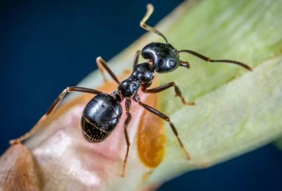 Appearance of Carpenter ant