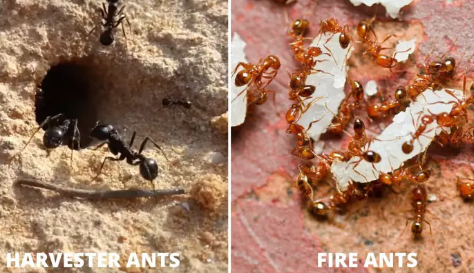 Differences between Harvester Ants and Fire Ants