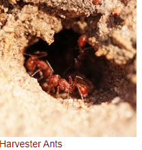 How to Get Rid Harvester Ant