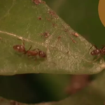 How to Get Rid of Argentine Ants