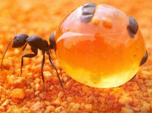 How to get rid of Honeypot Ants