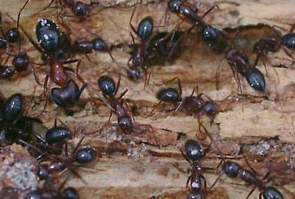 Sign of an Infestation of Carpenter Ant