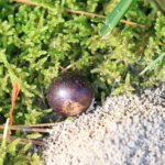 What is a Harvester Ant.