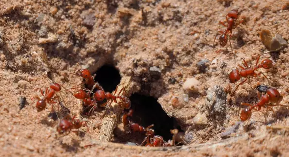 This image has an empty alt attribute; its file name is Fire-Ants-Habitat.png