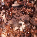 How to Get Rid of Crazy Ants