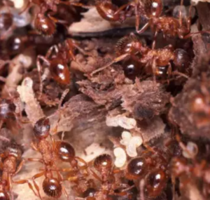 ants remedy