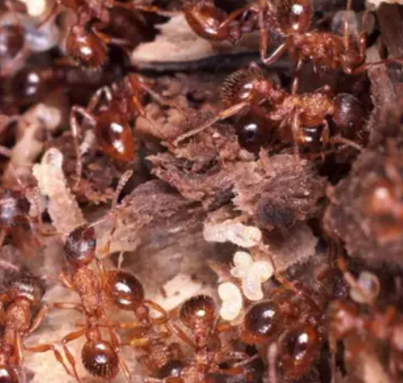 How to Get Rid of Crazy Ants