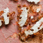 How to Get Rid of Fire Ants