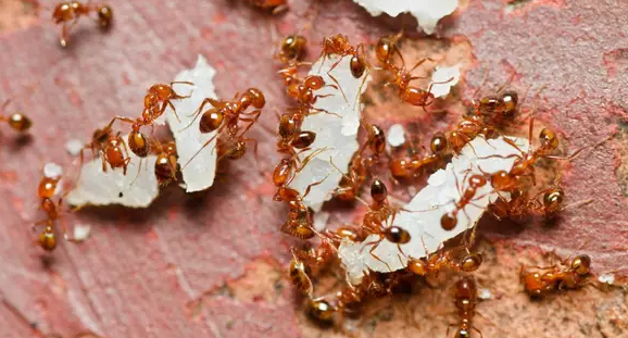 This image has an empty alt attribute; its file name is How-to-Get-Rid-of-Fire-Ants.png