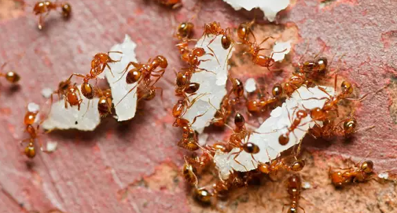 How to Get Rid of Fire Ants