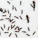 How to Get Rid of Flying Ants