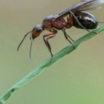 How to Get Rid of Flying Ants -Image
