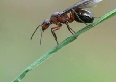 How to Get Rid of Flying Ants -Image