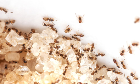 How to Get Rid of Sugar Ants Naturally & Fast