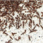 Pavement Ants Infestation