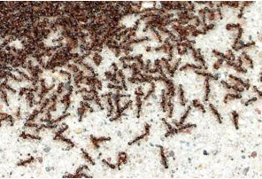 Pavement Ants Infestation