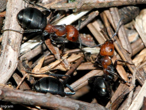 Thatch Ant Image