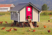 How to Get Rid of Ants in Chicken Coop