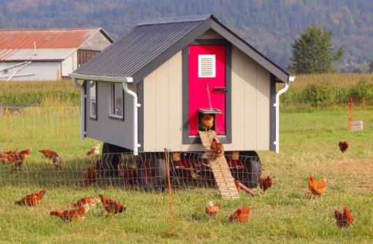 How to Get Rid of Ants in Chicken Coop
