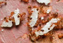 How-to-Get-Rid-of-FIre-Ants-in-a-Chicken-Coop