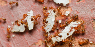 How-to-Get-Rid-of-FIre-Ants-in-a-Chicken-Coop
