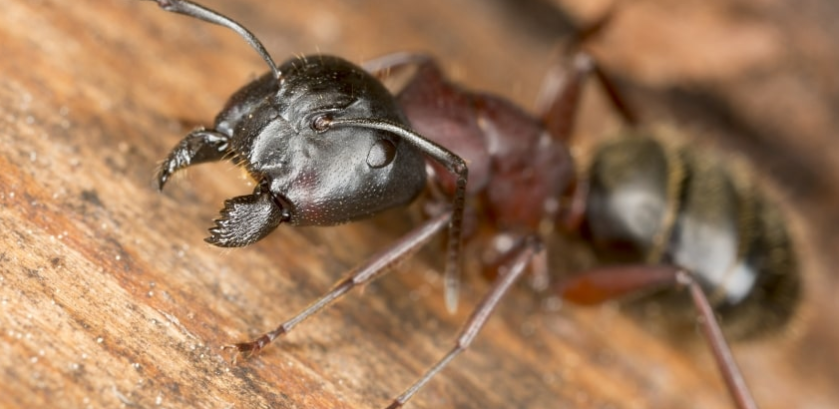 How to Get Rid of a Carpenter Ants