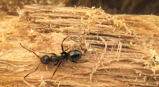 How to Get Rid of Carpenter Ants in Trees