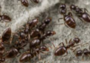 How-to-Get-Rid-of-Ants-in-winter