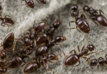 How-to-Get-Rid-of-Ants-in-winter