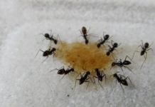 How-to-Get-Rid-of-Ants-in-your-Bathroom-Drain