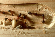 How to Get Rid of Carpenter Ants