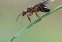 How-to-Get-Rid-of-Flying-Ants-Image