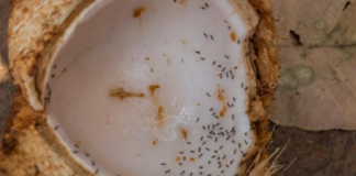 How-to-Get-Rid-of-Stink-Ants
