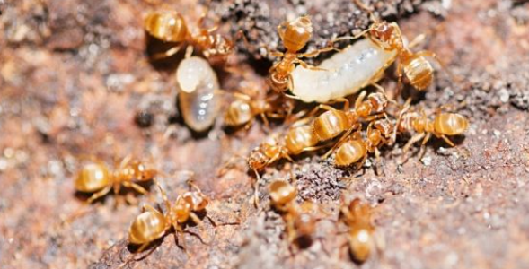 grease ants rid treat