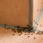 How to Get Rid of Ants in Wall
