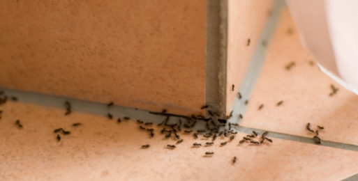 How to Get Rid of Ants in Wall