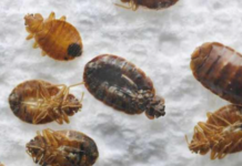 Dead-Bed-Bugs from Bleach Treatment