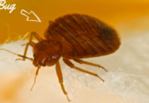 Signs-of-Bed-Bugs