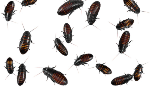 Baby-Cockroach-Pictures