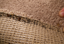 Bed-Bugs-in-Carpet