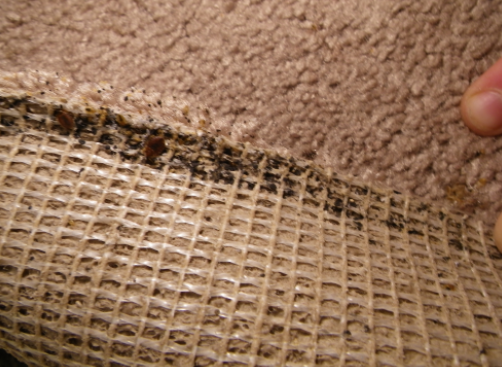 Bed Bugs In Carpet, Pictures, Signs, Tips To Remove & How To Get Rid