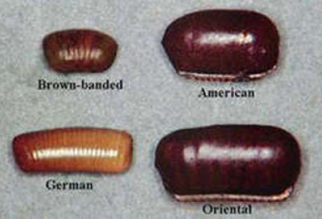 Cockroach-Eggs-Look-Like