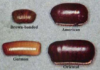 Cockroach-Eggs-Look-Like
