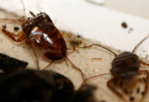 Cockroach-Poop