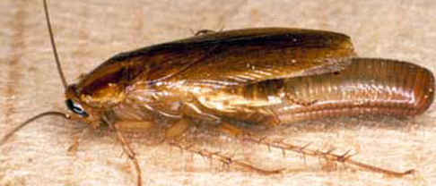 German Cockroach