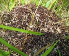 How to Get Rid of Allegheny Mount Ants