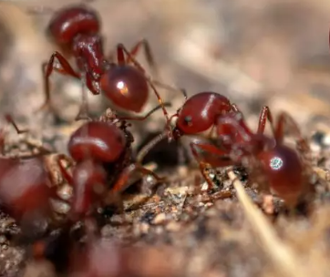 How to Get Rid of Fire Ants -Image