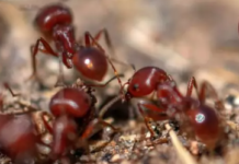 How to Get Rid of Fire Ants -Image