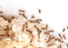 How to Get Rid of Sugar Ants Naturally & Fast